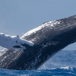 Humpback Comeback!, Whales Teach Human Beings How To Behave?